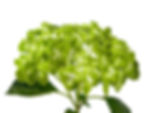 Green Shamrock Hydrangea