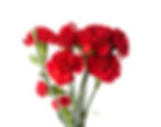 Carnations (choose a color)
