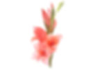 Gladiolus (choose a color)