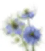 Nigella (Love-in-a-Mist)