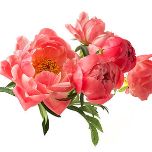 Peonies (choose a color)