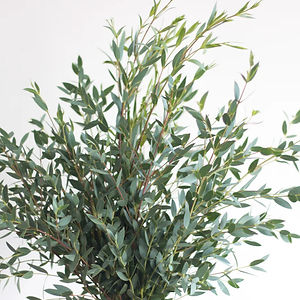 Gunni Eucalyptus