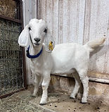 45--10-26-24--44lb.-Lft side.jpg