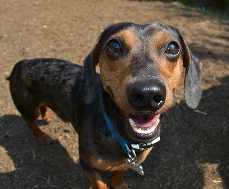 photograph of Dachshund