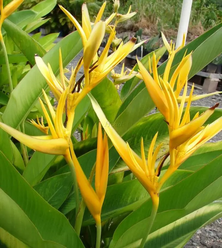 5 plants of Heliconia Psittacorum Golden Tourch/ Lady Diana