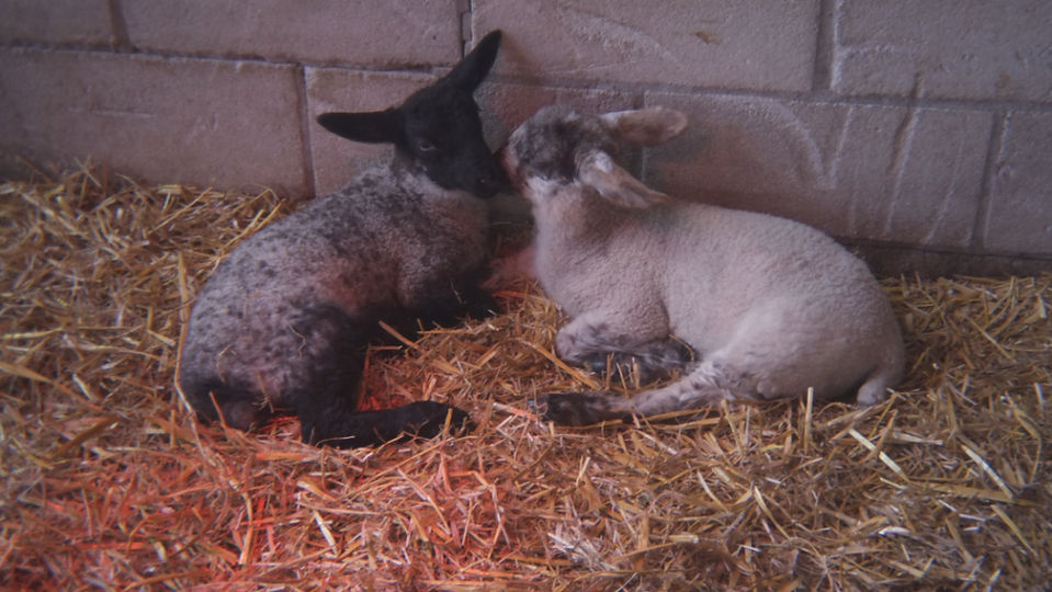 Two young lambs under a heat lamp