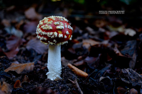 Fly agaric with shallow depth of field