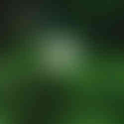 A close up of a white flower