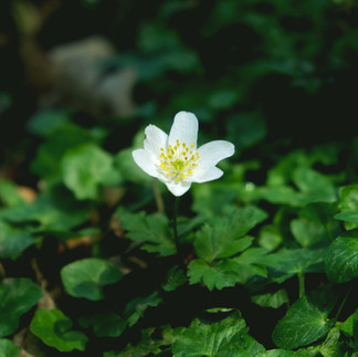A close up of a white flower