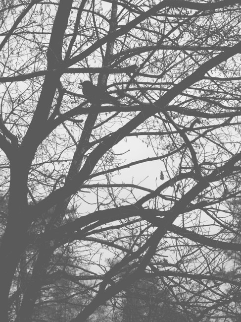 Monochrome of a bird in a tree with no leaves