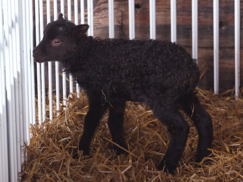 Newborn lamb
