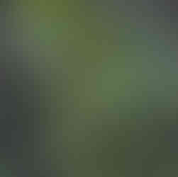 Close up of lichen on a rock