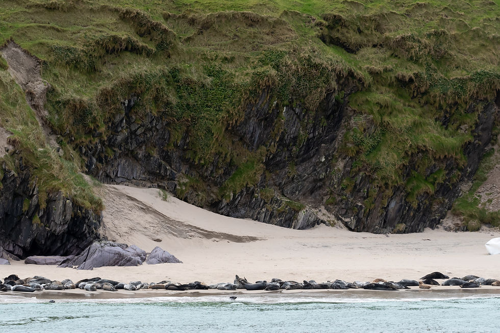 Auf dem Bild sind Robben an einem Strand der Blasket islands zu sehen.