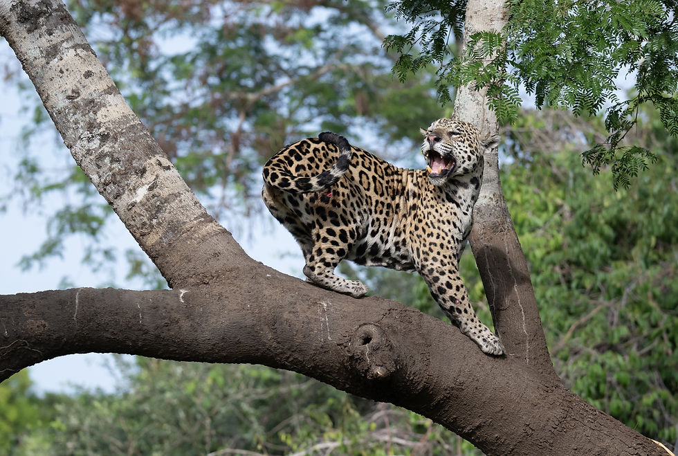 Ein junger Jaguar auf einem Baum.