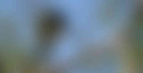 Ein Brüllaffe sitzt auf einem Ast