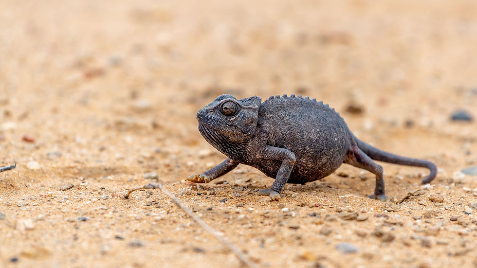 The picture shows a Namaqua chameleon.