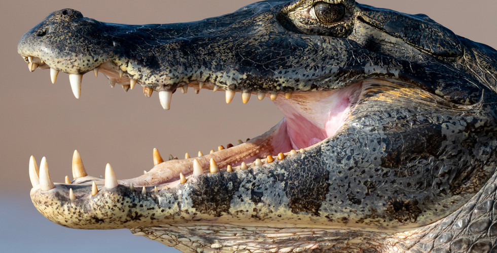 Porträt eines Yacaré-Kaimans