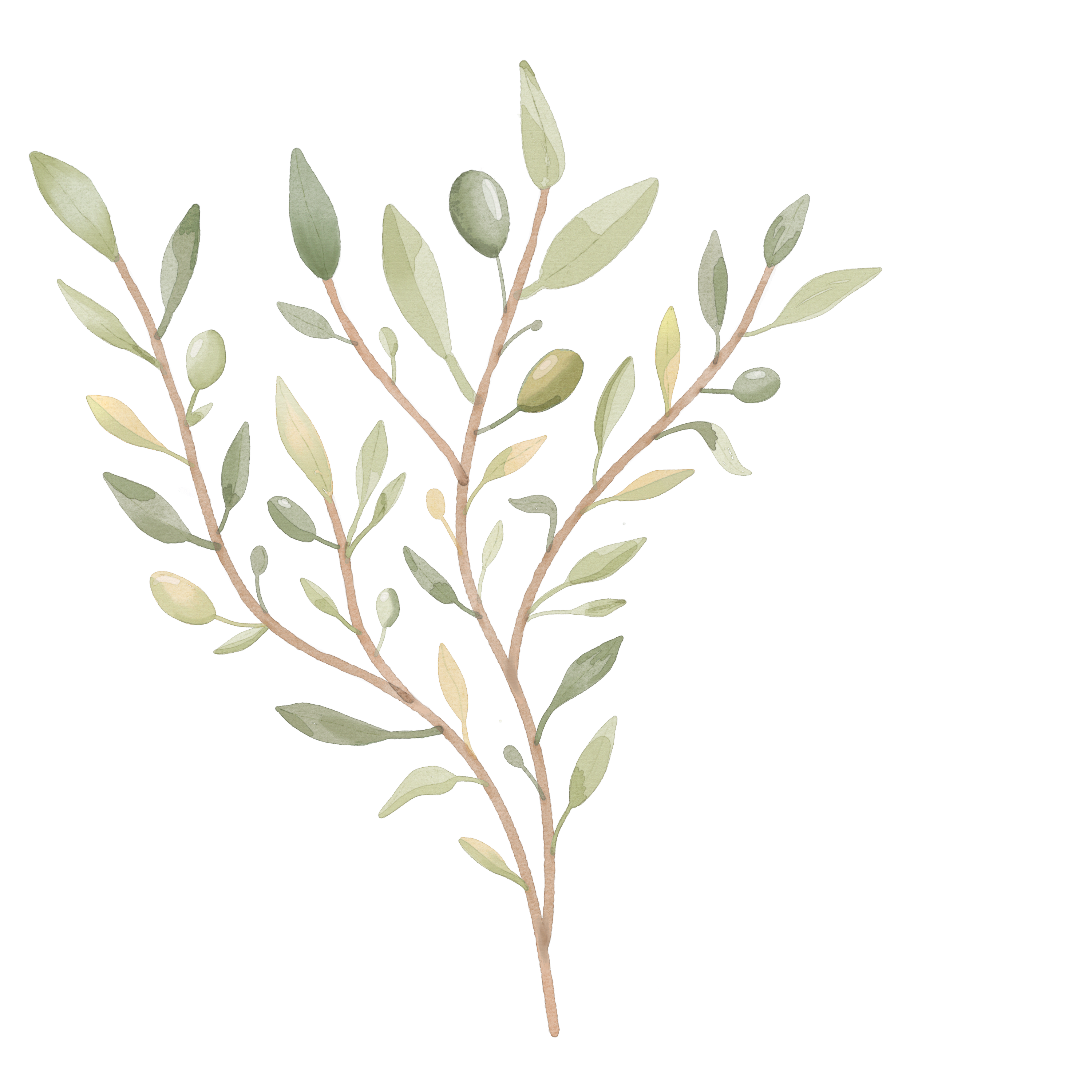 oliveira-fluida.png