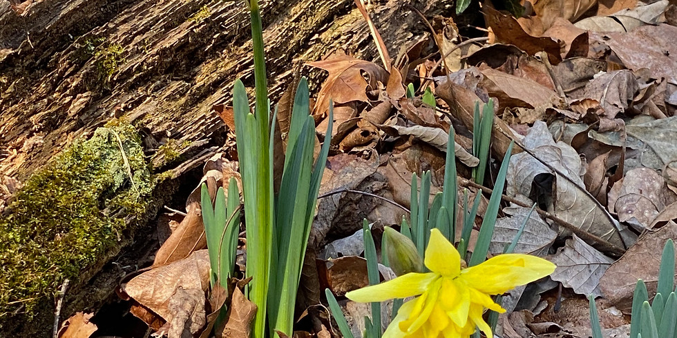 Special Focus Tour: Garden Walk History Tour with Daffodils