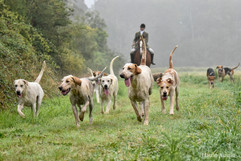 Tally Ho