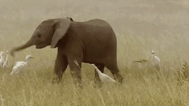 elephant-baby.gif