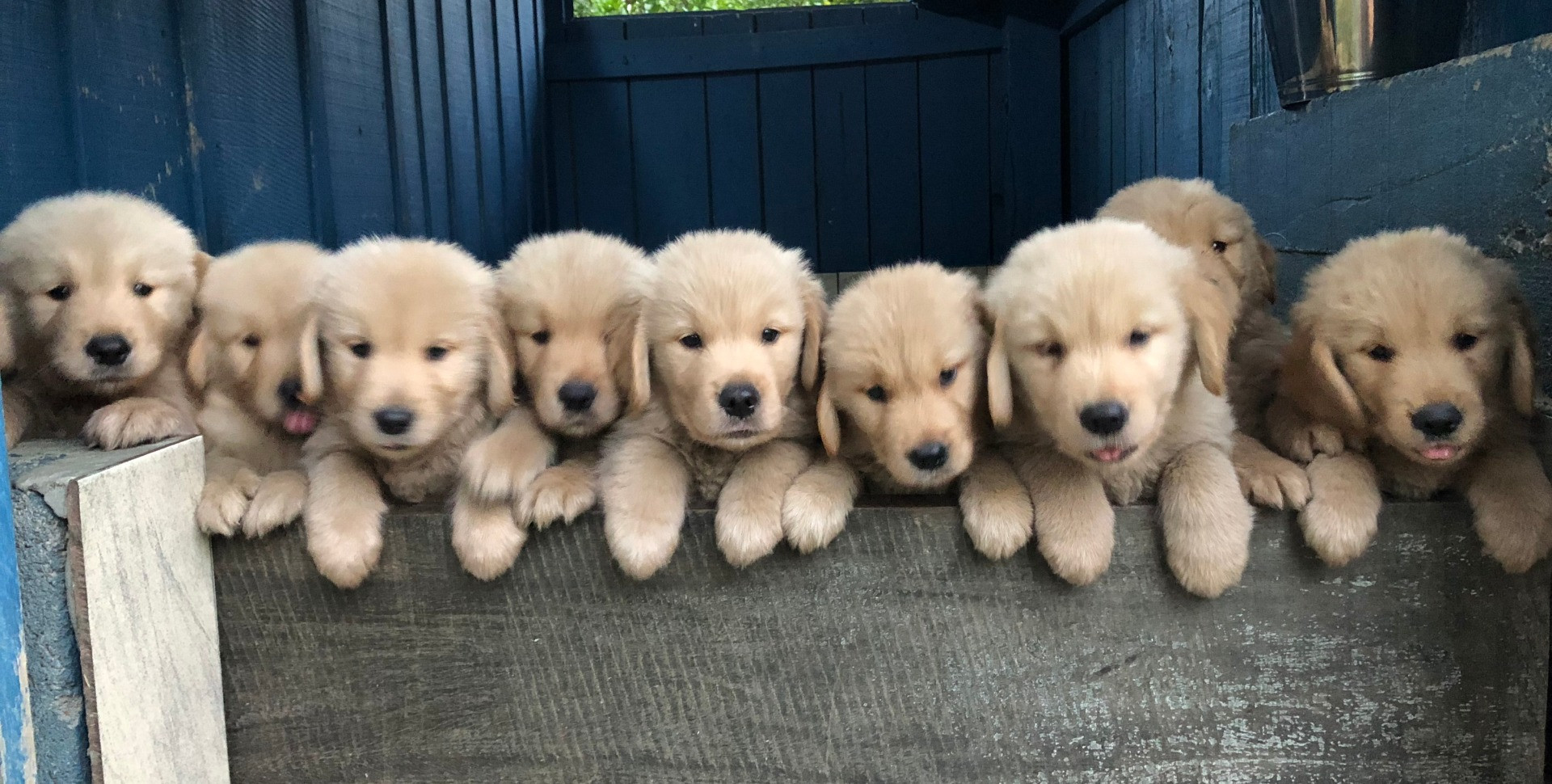 Canil Golden Retriever Goldens Do Gaules Brasil