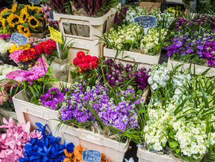 Collectors Plant Fair Hunter Valley