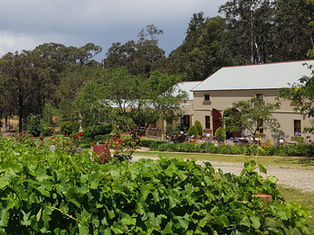 Put a Local in Your Pocket and Find... Tintilla Estate!