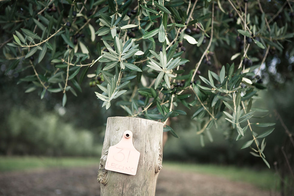 Olive tree branches with green leaves and black olives, a post with a tag reading "31 Legno." Background shows a blurred natural setting.