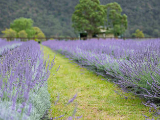 Lavender Field Walk and Tour