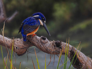 Bird and Brush Art Exhibition