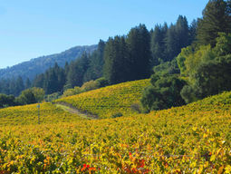 Significantly Sensational Signature Wines