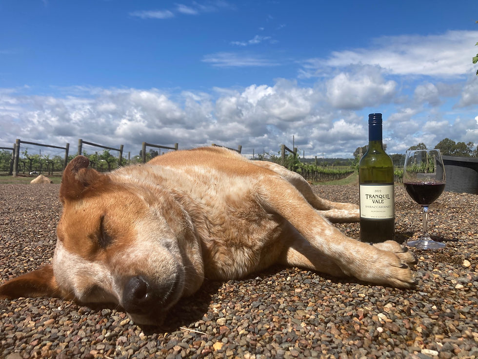 Dog sleeping on gravel beside a bottle of wine labeled "Tranquil Vale" and a glass. Background of vineyard under a blue sky.