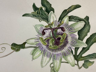 Botanical Illustration Workshop with Penny Walton