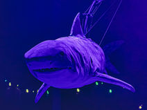 Erth’s Shark Dive: Live on Stage