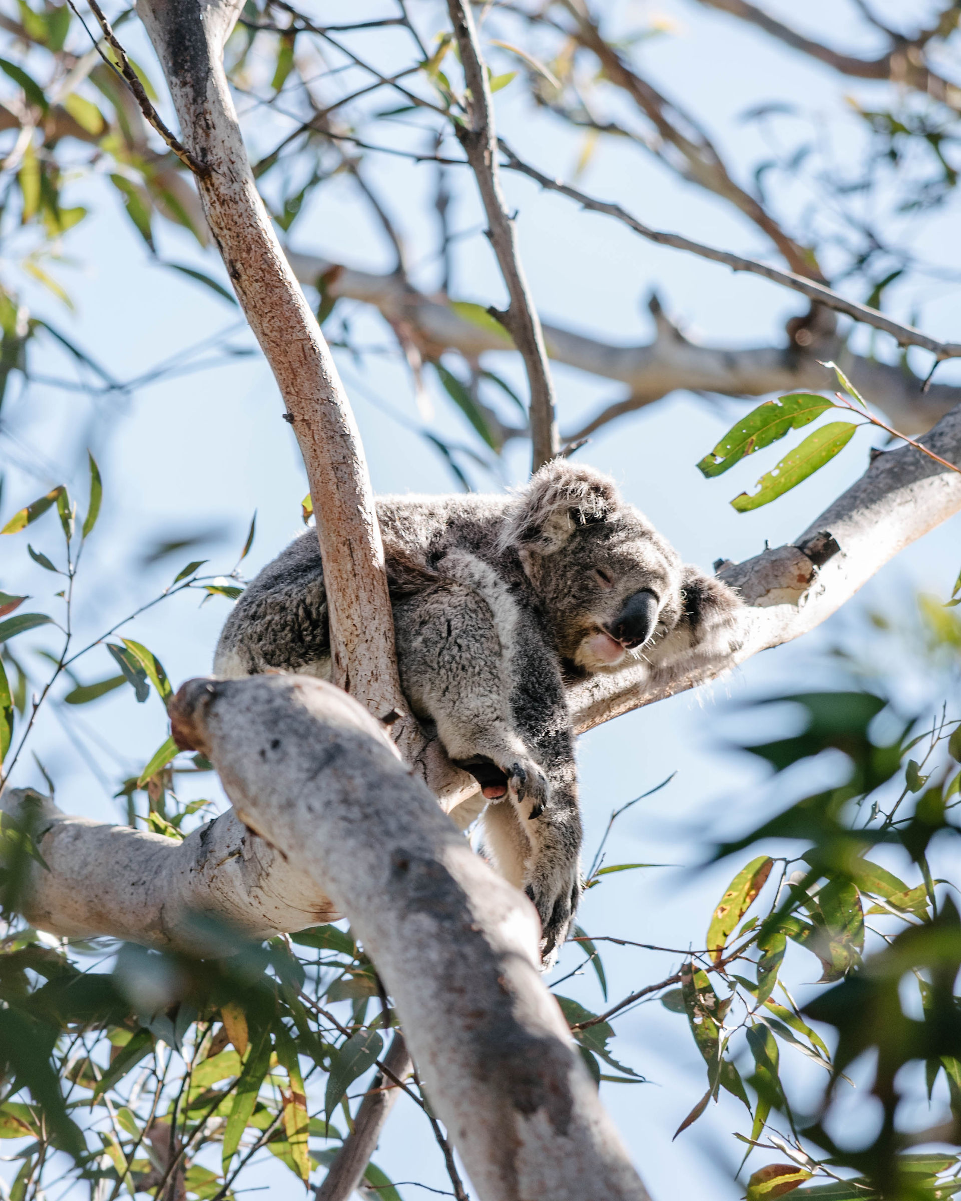 Koala Sanctuary