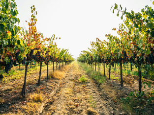 Hunter Valley Food & Wine Weekend Tour