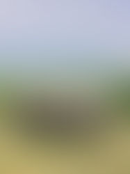 A group of gentleman sampling bourgon and cigars in the vineyard at Chateau Elan.