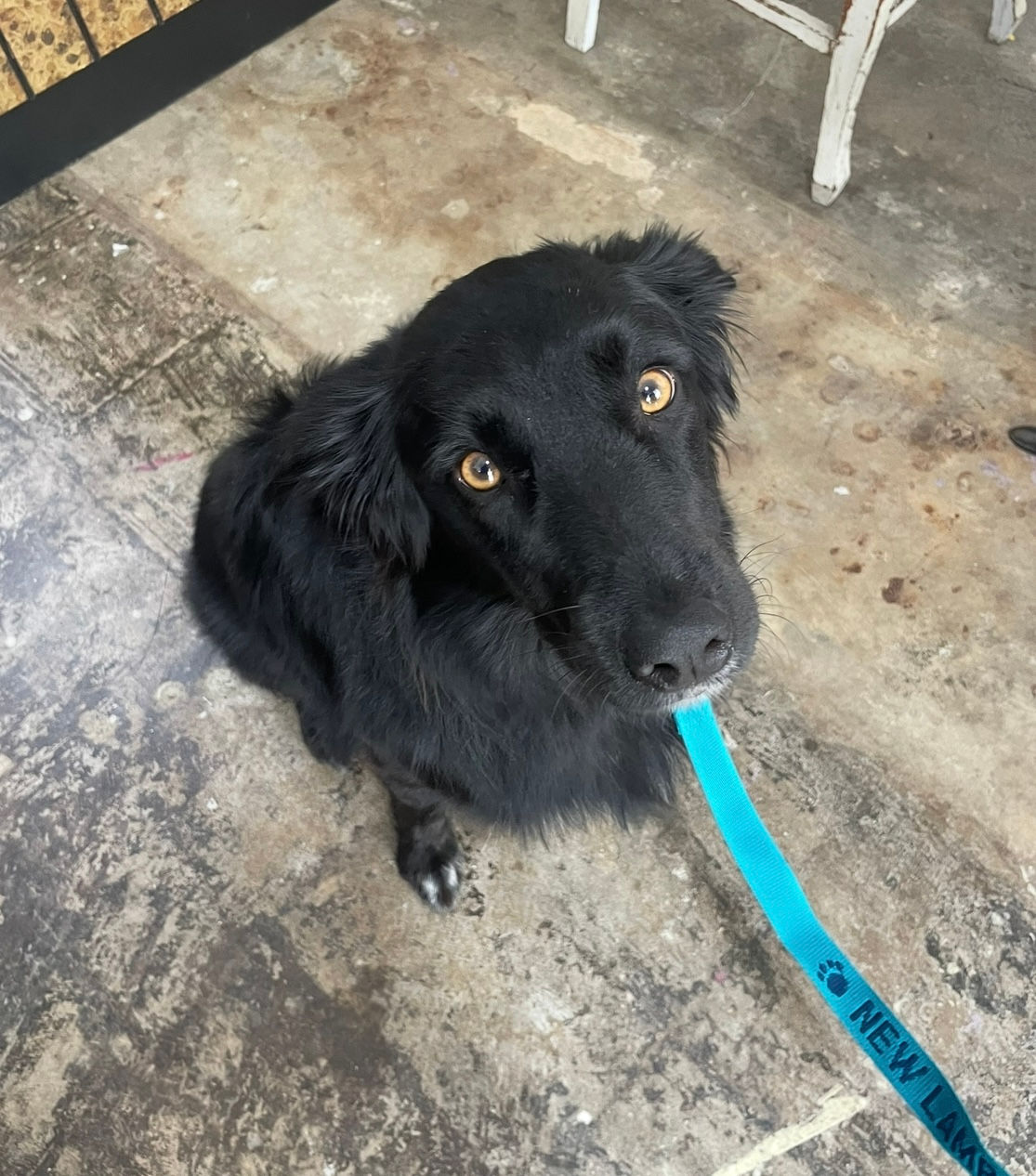 Pet Impression Necklace - Silver  