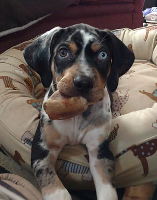 derby hoof 9 weeks_edited_edited.jpg