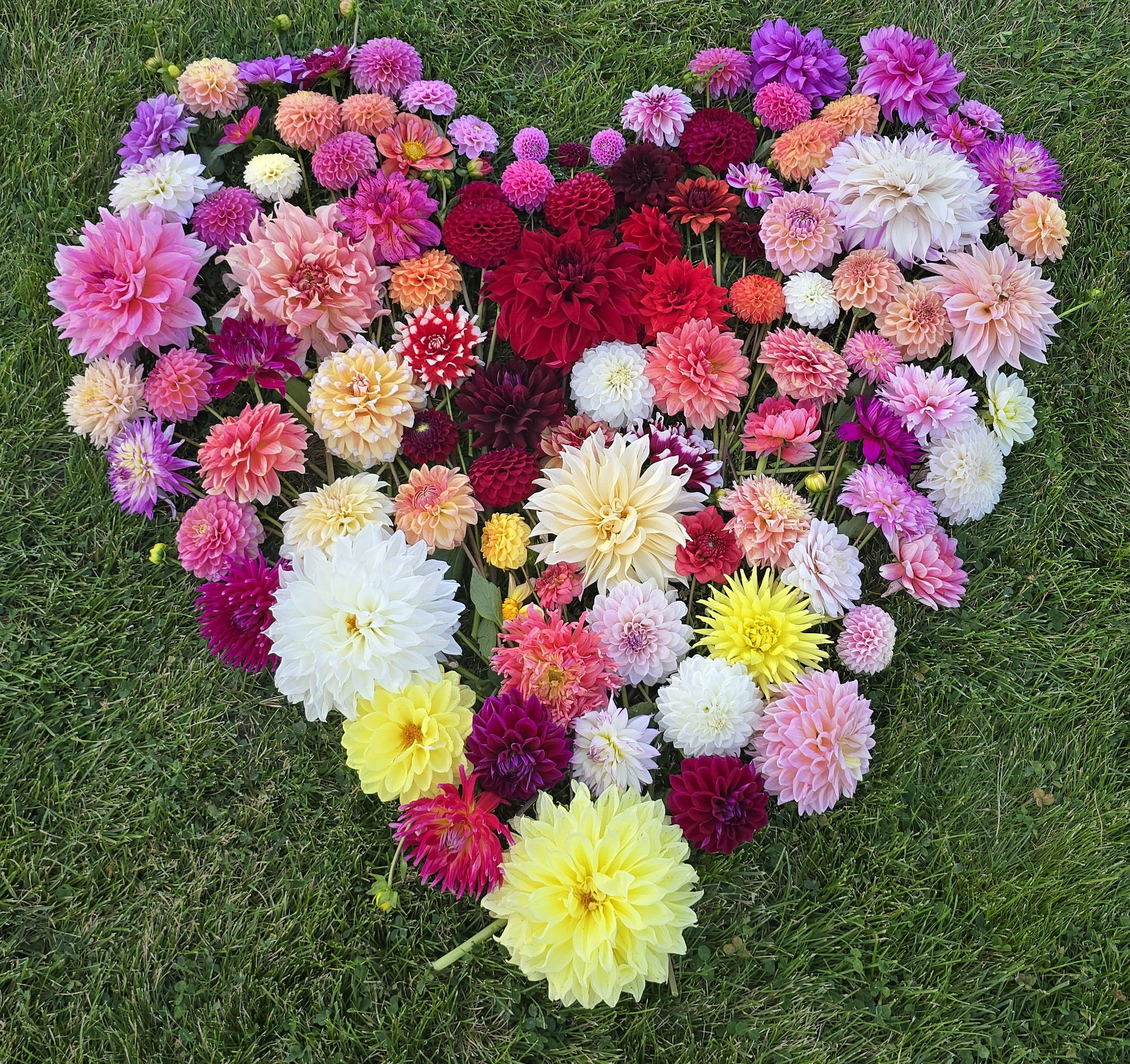 Growers Choice - 10 tubers