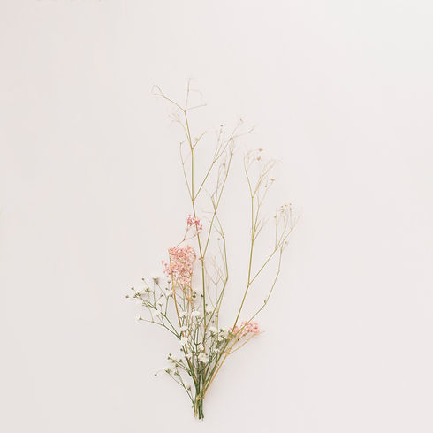 composition-thin-plant-branches.jpg