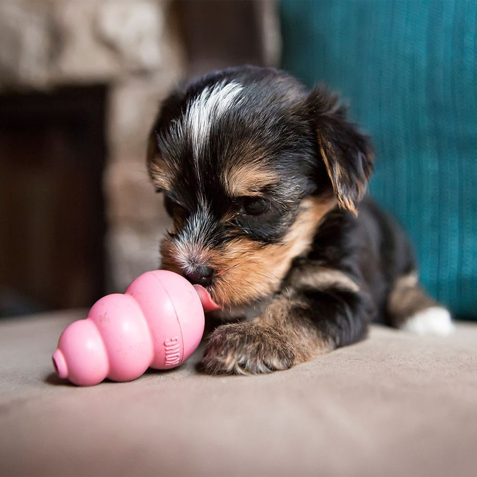 Miniatura: Kong Puppy Clásico