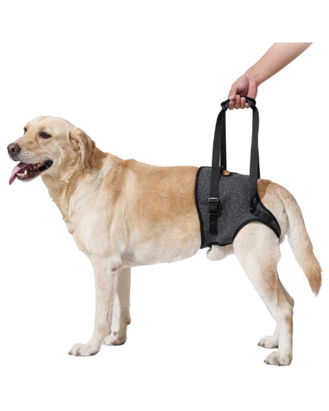 Arnes Para Perros De Soporte Con Apertura Y Agarre XL