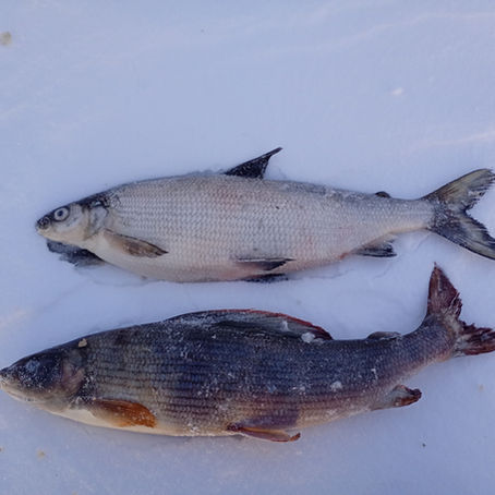 Winter sampling of Lake Kilpisjärvi
