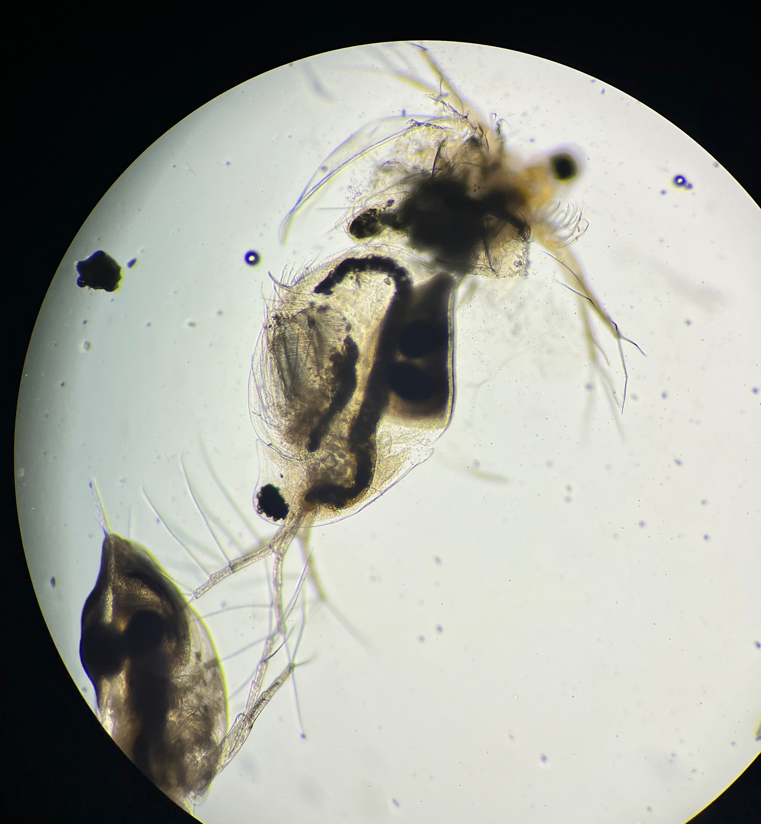 Daphnia carrying immature eggs under the microscope (10/08/2026). Photo : Marie-Christine Lafrenière