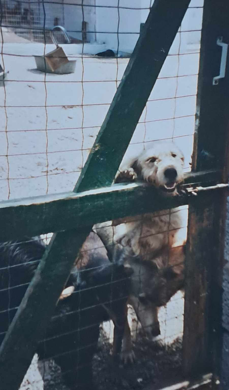 Some dogs greeting the photographer