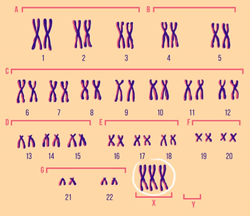 IMG_TriploX.png