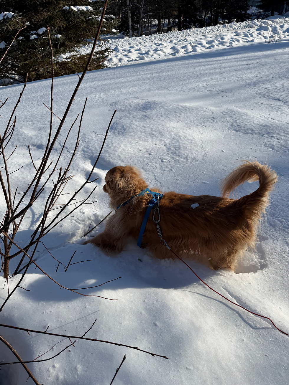 A dog in deep snow