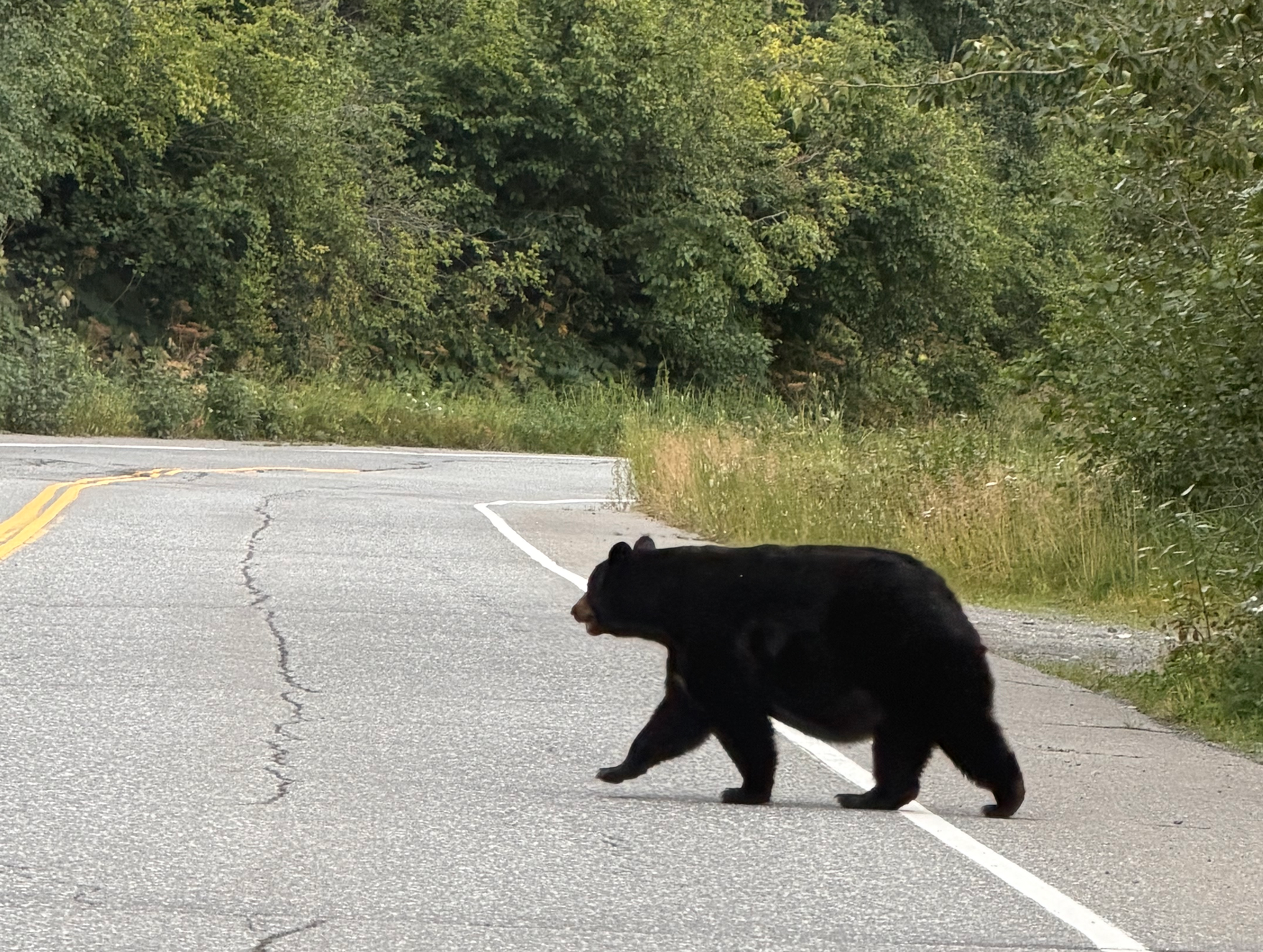 A black bear crossing the road